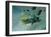 Southern Dumpling Squid Has a Luminescent Light-null-Framed Photographic Print