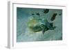 Southern Dumpling Squid Has a Luminescent Light-null-Framed Photographic Print