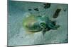 Southern Dumpling Squid Has a Luminescent Light-null-Mounted Photographic Print