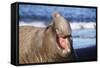 Southern Elepant Seal with Mouth Open-null-Framed Stretched Canvas