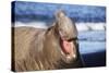 Southern Elepant Seal with Mouth Open-null-Stretched Canvas