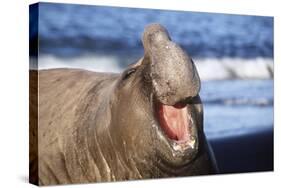 Southern Elepant Seal with Mouth Open-null-Stretched Canvas