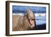 Southern Elepant Seal with Mouth Open-null-Framed Photographic Print