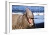 Southern Elepant Seal with Mouth Open-null-Framed Photographic Print