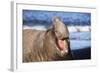 Southern Elepant Seal with Mouth Open-null-Framed Photographic Print