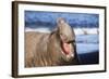 Southern Elepant Seal with Mouth Open-null-Framed Photographic Print