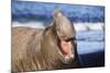 Southern Elepant Seal with Mouth Open-null-Mounted Photographic Print