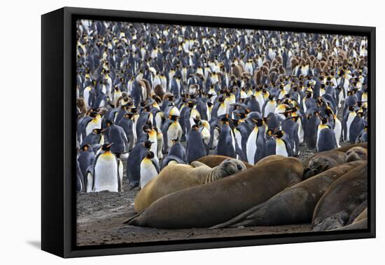 Southern Elephant Seal and Penguin Colony-null-Framed Stretched Canvas