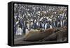 Southern Elephant Seal and Penguin Colony-null-Framed Stretched Canvas