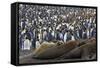 Southern Elephant Seal and Penguin Colony-null-Framed Stretched Canvas