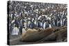 Southern Elephant Seal and Penguin Colony-null-Stretched Canvas