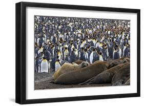 Southern Elephant Seal and Penguin Colony-null-Framed Premium Photographic Print