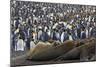 Southern Elephant Seal and Penguin Colony-null-Mounted Premium Photographic Print
