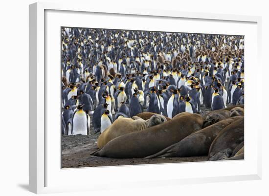 Southern Elephant Seal and Penguin Colony-null-Framed Photographic Print