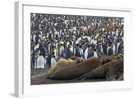 Southern Elephant Seal and Penguin Colony-null-Framed Photographic Print