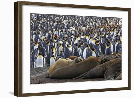 Southern Elephant Seal and Penguin Colony-null-Framed Photographic Print