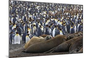 Southern Elephant Seal and Penguin Colony-null-Mounted Photographic Print