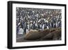 Southern Elephant Seal and Penguin Colony-null-Framed Photographic Print