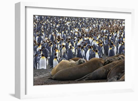 Southern Elephant Seal and Penguin Colony-null-Framed Photographic Print