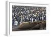 Southern Elephant Seal and Penguin Colony-null-Framed Photographic Print