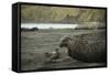 Southern Elephant Seal and Skua-null-Framed Stretched Canvas