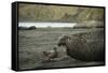 Southern Elephant Seal and Skua-null-Framed Stretched Canvas