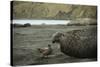 Southern Elephant Seal and Skua-null-Stretched Canvas