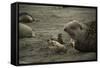 Southern Elephant Seal and Skua-null-Framed Stretched Canvas