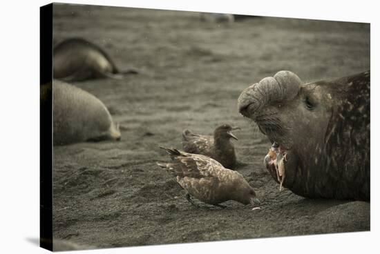 Southern Elephant Seal and Skua-null-Stretched Canvas