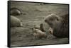 Southern Elephant Seal and Skua-null-Framed Stretched Canvas