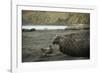 Southern Elephant Seal and Skua-null-Framed Photographic Print