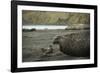 Southern Elephant Seal and Skua-null-Framed Photographic Print