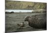 Southern Elephant Seal and Skua-null-Mounted Photographic Print