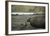 Southern Elephant Seal and Skua-null-Framed Photographic Print