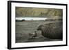 Southern Elephant Seal and Skua-null-Framed Photographic Print