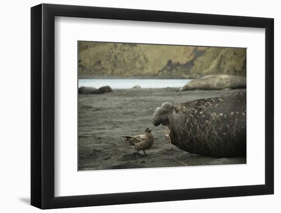 Southern Elephant Seal and Skua-null-Framed Photographic Print