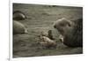 Southern Elephant Seal and Skua-null-Framed Photographic Print