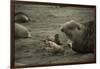 Southern Elephant Seal and Skua-null-Framed Photographic Print