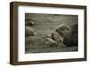 Southern Elephant Seal and Skua-null-Framed Photographic Print