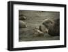 Southern Elephant Seal and Skua-null-Framed Photographic Print