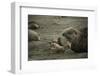 Southern Elephant Seal and Skua-null-Framed Photographic Print