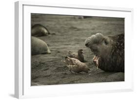 Southern Elephant Seal and Skua-null-Framed Photographic Print