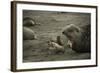 Southern Elephant Seal and Skua-null-Framed Photographic Print