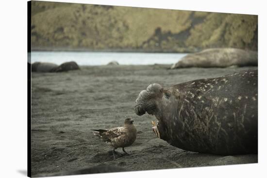 Southern Elephant Seal and Skua-null-Stretched Canvas