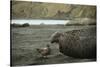 Southern Elephant Seal and Skua-null-Stretched Canvas