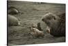 Southern Elephant Seal and Skua-null-Stretched Canvas