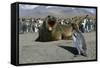 Southern Elephant Seal Barking at Penguin Chick-Paul Souders-Framed Stretched Canvas