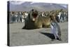 Southern Elephant Seal Barking at Penguin Chick-Paul Souders-Stretched Canvas