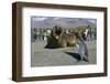 Southern Elephant Seal Barking at Penguin Chick-Paul Souders-Framed Photographic Print