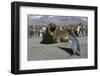 Southern Elephant Seal Barking at Penguin Chick-Paul Souders-Framed Photographic Print